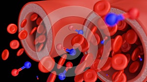 nitric oxide and dynamics of vasodilation