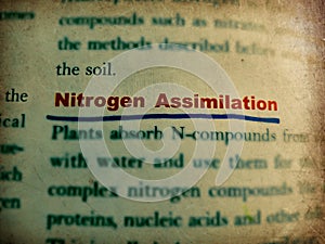 nitrogen assimilation research words displaying on paper abstract background