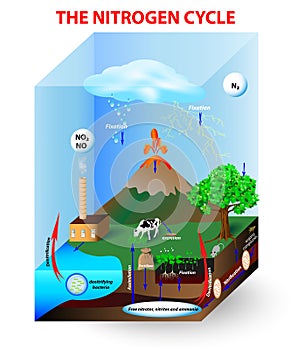 Nitrogen Cycle photo