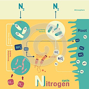 Nitrogen cycle photo