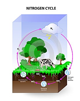 Nitrogen cycle