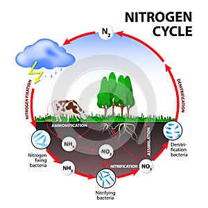 Nitrogen cycle photo