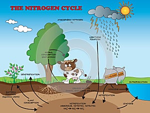 Nitrogen cycle for school
