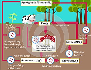 The Nitrogen Cycle