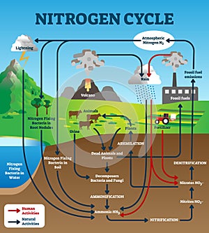 Nitrogen cycle vector illustration. Labeled educational chemical scheme.