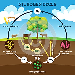 Nitrogen cycle vector illustration. Labeled N2 biogeochemical explanation.