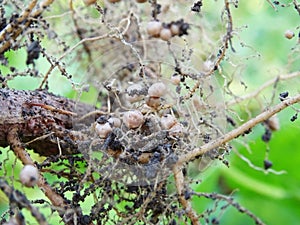 Nitrogen-fixing bacteria on legume roots close-up