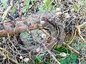 Nitrogen-fixing bacteria on legume roots close-up