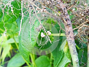 Nitrogen-fixing bacteria on legume roots close-up