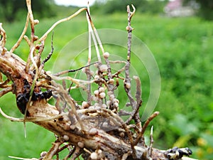 Nitrogen-fixing bacteria on legume roots close-up