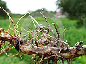 Nitrogen-fixing bacteria on legume roots close-up