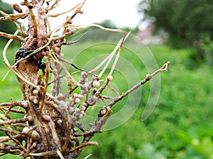 Nitrogen-fixing bacteria on legume roots close-up