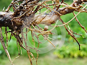 Nitrogen-fixing bacteria on legume roots close-up