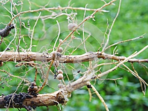 Nitrogen-fixing bacteria on legume roots close-up