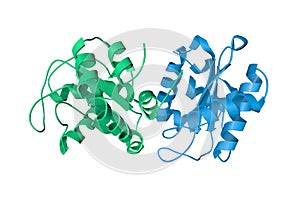 Nitrogen regulatory bacterial protein IIa-nitrogen. Ribbons diagram with differently colored protein chains based on