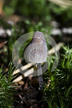 Nitrous bonnet mushroom