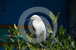 Garceta NÃ­vea. Nivea egret, is a heron species. (Ardeidae) photo