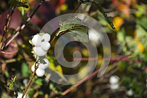 Niveous berries of common snowberry photo