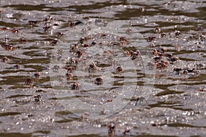 Many crabs on a Gambian beach photo