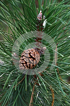 Pine cones photographed in early autumn photo