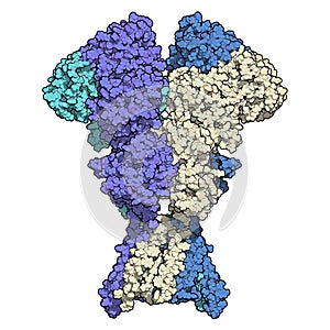 NMDA receptor ionotropic glutamate receptor. Structure of the human NMDAR, determined by cryo-EM. Tetrameric complex composed of