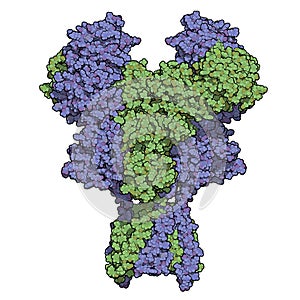 NMDA receptor ionotropic glutamate receptor. Structure of the human NMDAR, determined by cryo-EM. Tetrameric complex composed of