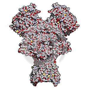 NMDA receptor ionotropic glutamate receptor. Structure of the human NMDAR, determined by cryo-EM. Tetrameric complex composed of