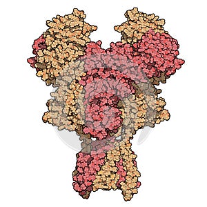 NMDA receptor ionotropic glutamate receptor. Structure of the human NMDAR, determined by cryo-EM. Tetrameric complex composed of