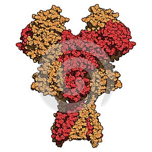 NMDA receptor ionotropic glutamate receptor. Structure of the human NMDAR, determined by cryo-EM. Tetrameric complex composed of