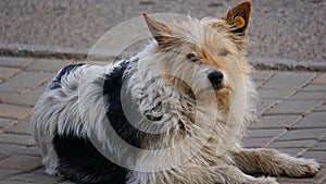 Shaggy street dog, Odessa April photo