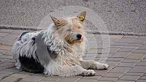 Shaggy street dog, Odessa April photo