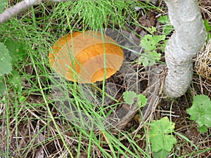 mushroom in the forest in summer