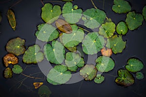 nnymphaea lotus leaves on water