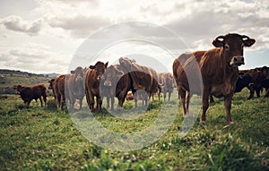 No beef here, just a whole lotta love. a herd of cows on a farm. photo