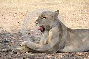 Female lion at ruaha national park tanzania