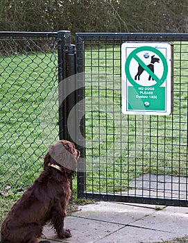 No dogs allowed photo