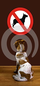 No Dogs Allowed.