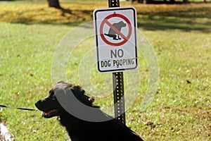 No Dogs Allowed photo