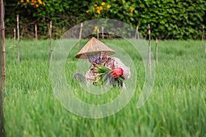 No face of a woman harvesting scallions in the field in Don Duong Lam Dong Vietnam