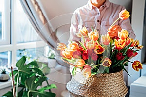 No face woman taking flower from bunch of fresh tulips in wicker basket at home. Making spring bouquet. Woman arranges