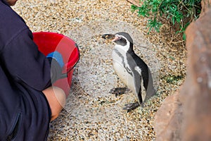 No face worker`s hand feeding penguin at the contact zoo. Selective focus. Copy space. photo