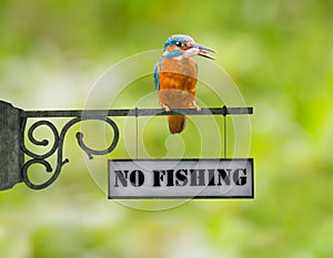 No fishing Kingfisher