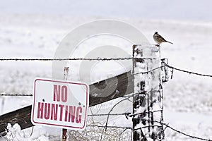 No Hunting Sign With Bird