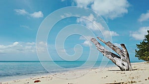 No Man`s Land in Tobago, Trinidad, sea shore scene dry wood blue sky calm water