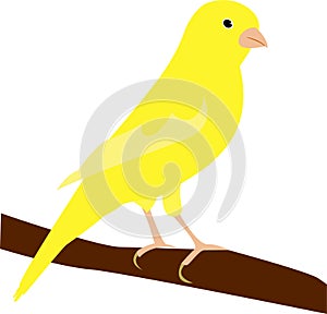 Old time popular bird: the yellow canary photo