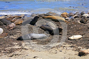 Elephant Seals, Mirounga angustirostris, Ano Nuevo State Park, Pacific Coast, California photo