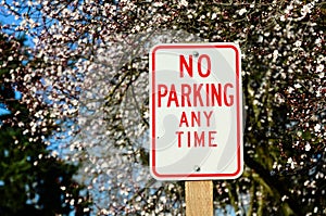 No parking sign with cherry blossom in background