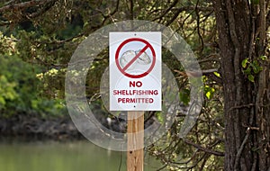 No Shellfishing Allowed: Protecting the Ecosystem and Preserving Marine Life