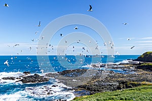 The Nobbies in Phillip Island with an clean and windy weather and very blue sea