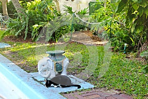 Black polydactyl cat in the Ernest Hemingway Home and Museum in Key West, Florida. photo